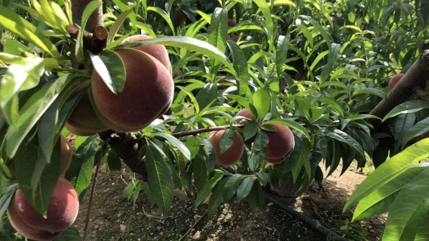 Árbol frutal en Extremadura