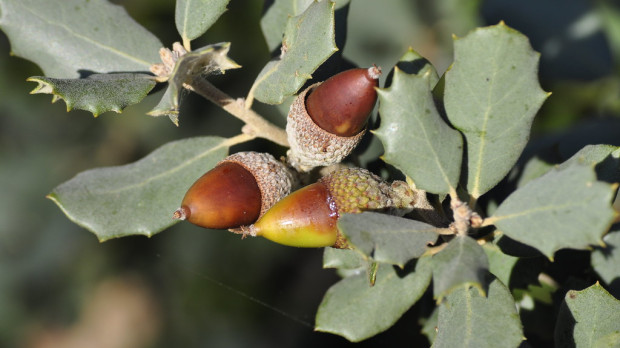 Bellotas de encina