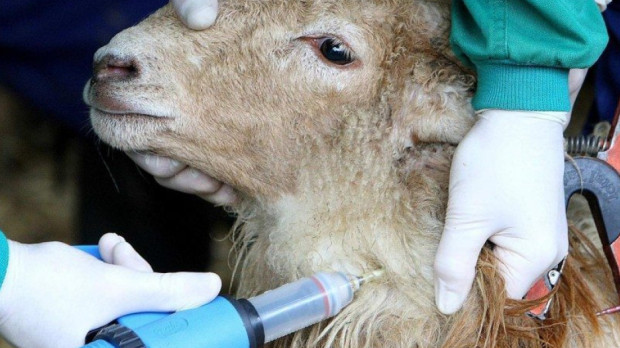 Vacunación contra la lengua azul de una res bovina
