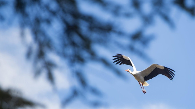Cigüeñas en la Comunidad de Madrid