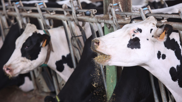 Granja de vacuno de leche en la provincia de Sevilla, en España