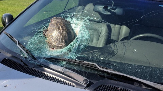 La tortuga tras impactar contra el parabrisas
