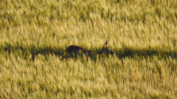 Corzo fotografiado este junio en el campo
