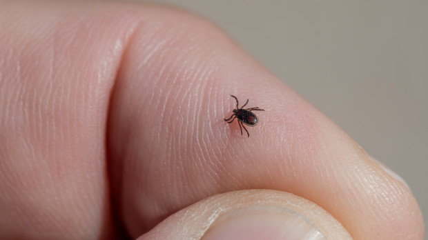 El número de hospitalizaciones por la enfermedad de Lyme se ha multiplicado por tres