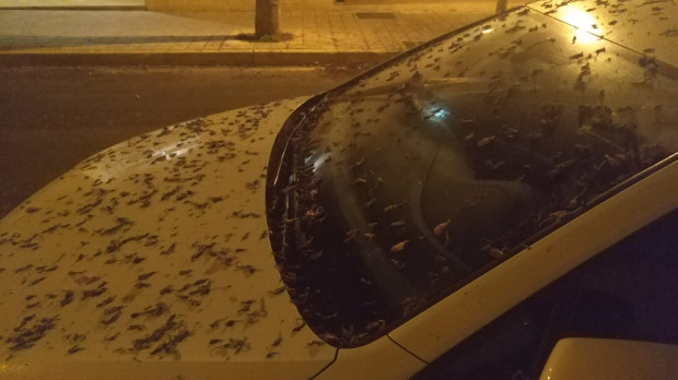 Vehículo afectado por la suciedad de las jacarandas en Alicante
