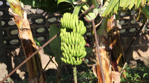 Plátanos de Canarias en el árbol