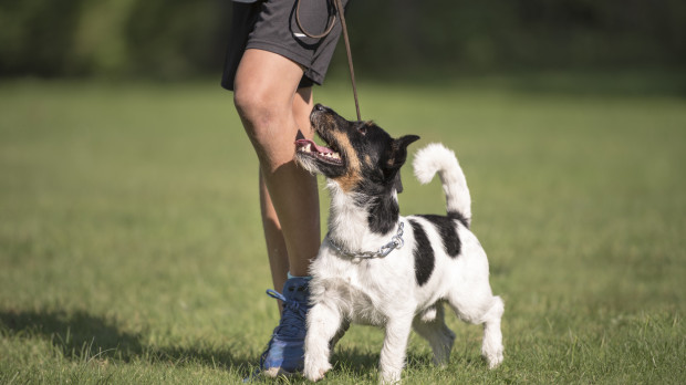 Jack Russell Terrier acompañado de su dueño