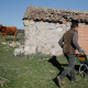 Un ganadero reparte alimento para su ganado en su finca en Colmenar Viejo (Madrid)