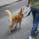 Una persona saca de paseo a su perro