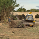 Tareas de desbrozamiento de barrancos en Elche