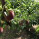 Árbol frutal en Extremadura