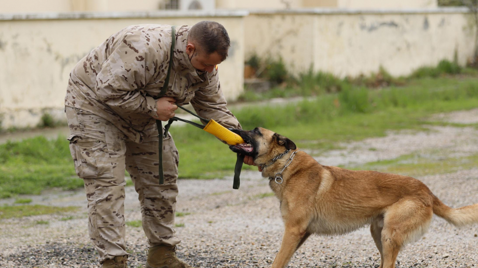 Uno de los perros se preparan en el Centro Militar Canino de la Defensa