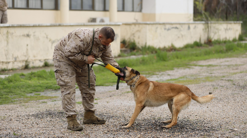 Perros Centro Militar Canino de la Defensa