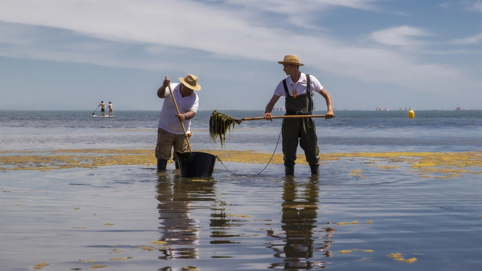 Dos operarios de la Consejería de Medio Ambiente retiran algas de una playa del mar, este domingo
