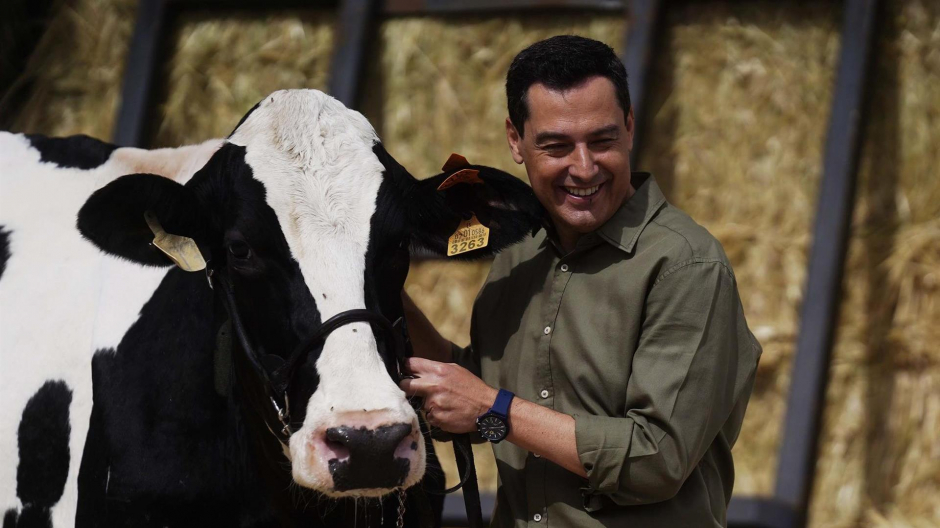 El presidente de la Junta de Andalucía , Juanma Moreno , se ha reencontrado hoy miércoles con Fadi, la vaca talismán que según él "me ayudó a ganar las elecciones", durante la visita realizada a la finca agroganadera en la localidad cordobesa de Añora