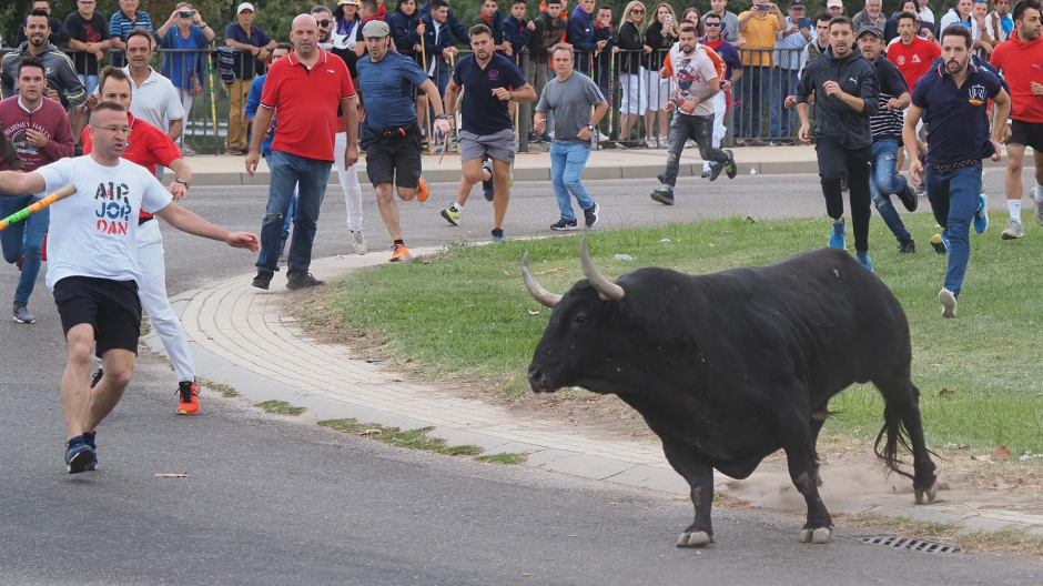 Varias personas rodean al toro 'Manjar' durante la celebración de la festividad del Toro de la Vega en Tordesillas, este martes