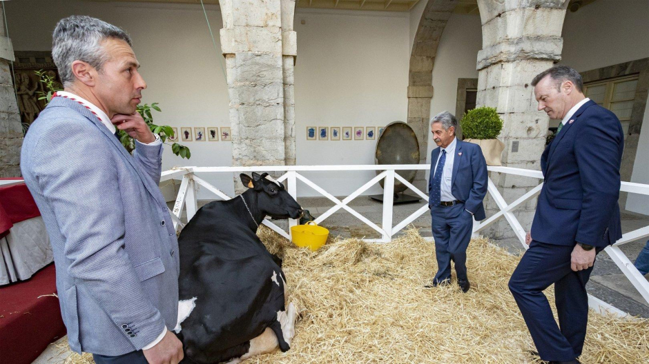 La vaca Llinde Ariel Jordan, protagonista del acto de entrega de la Medalla de Plata de Cantabria a la empresa ganadera SAT Ceceño