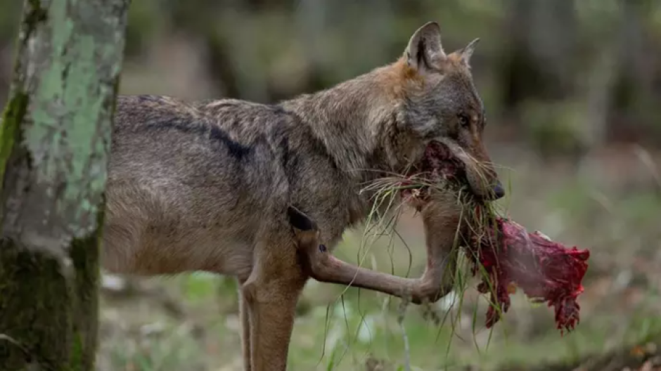 lobo