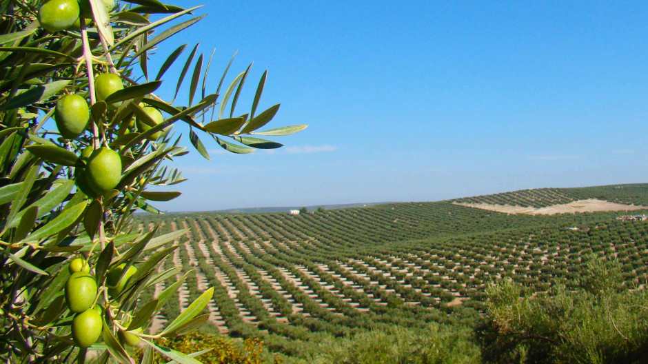 España arranca sus olivos centenarios mientras importa aceite de Túnez