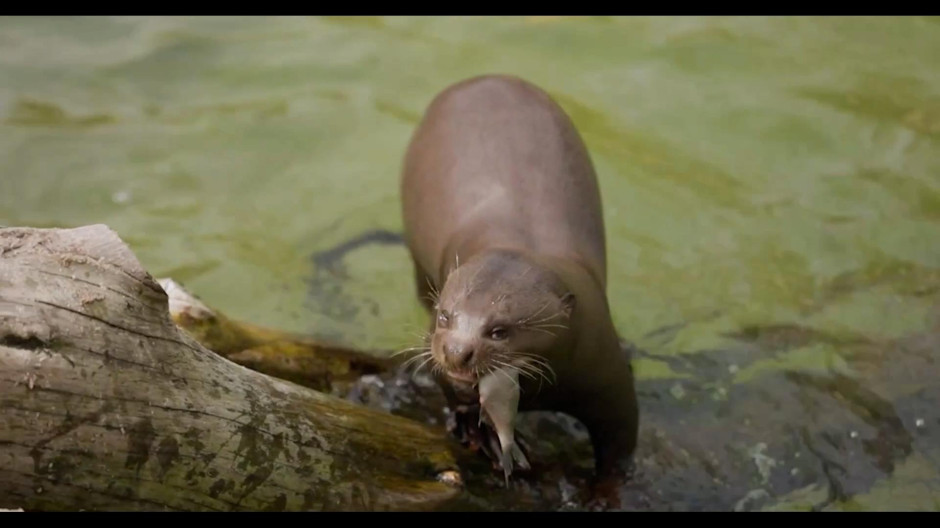 La nutria gigante vuelve a Argentina tras décadas extinta
