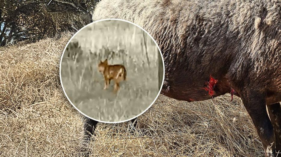 Montaje con la oveja atacada por un lobo en Guadalix de la Sierra (Madrid)