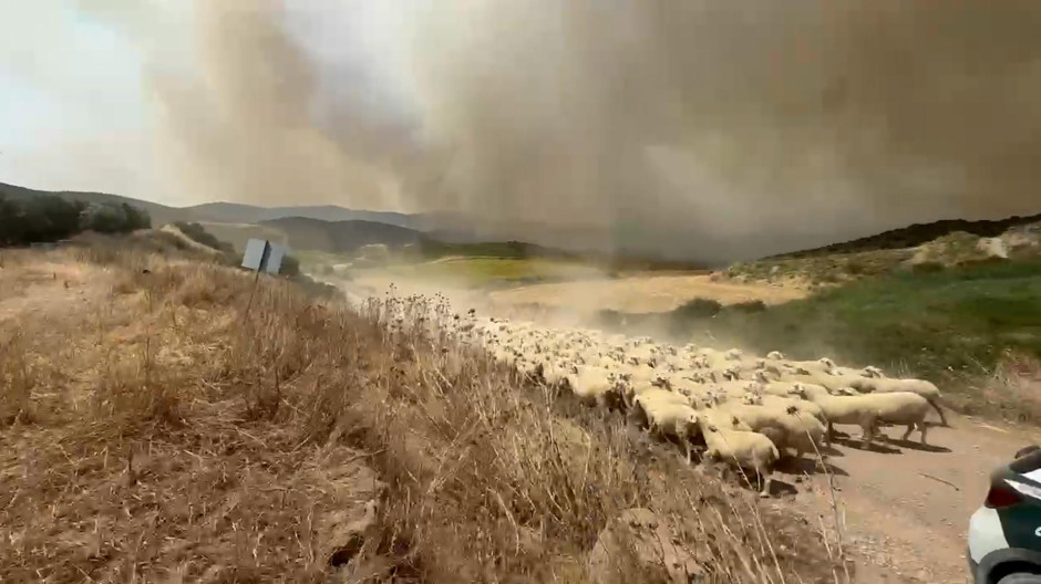 La Guardia Civil desaloja 400 ovejas por un incendio