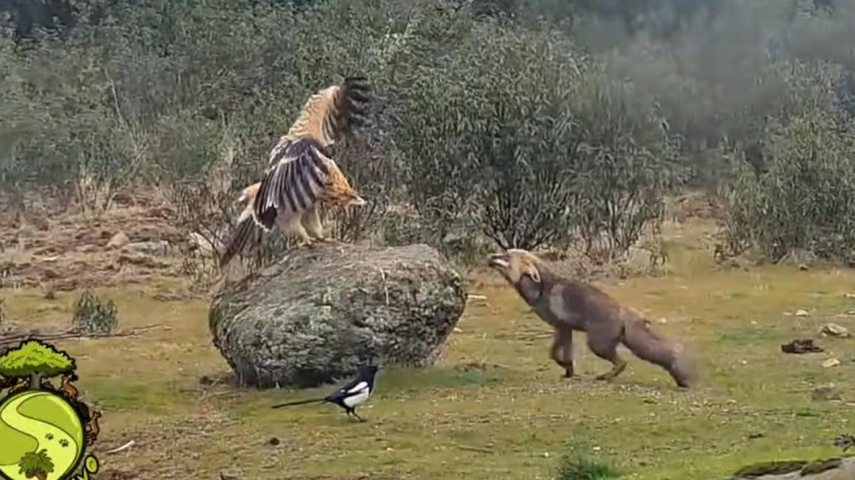Naturaleza salvaje: una cámara capta la pelea entre un águila real y un zorro en la Sierra de Madrid