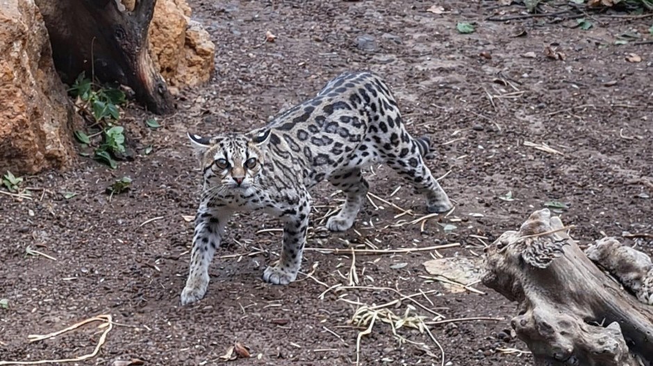 margay1
