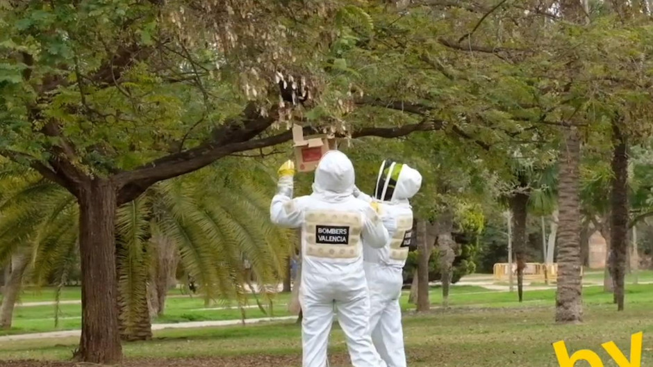 Así luchan los bomberos de Valencia para retirar enjambres de abejas: más de una actuación al día