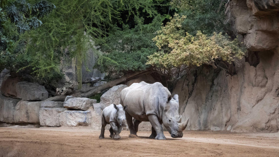 Rinocerontes en la sabana de BIOPARC Valencia