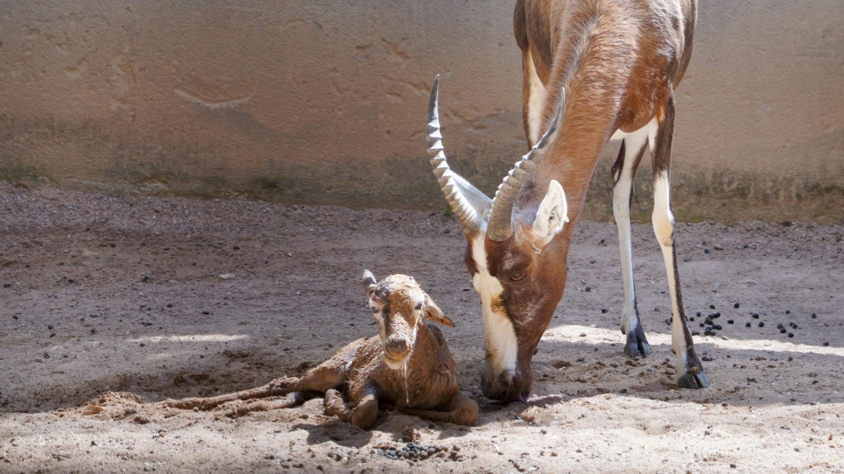 Junio 2026 - Nace una cría de blesbok en BIOPARC Valencia - madre y cría en las instalaciones interiores