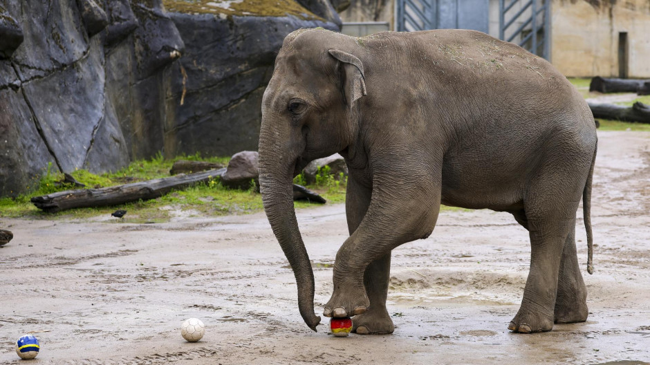 El momento en que el elefante Tarak predijo la victoria de Alemania en su primer partido del Mundial