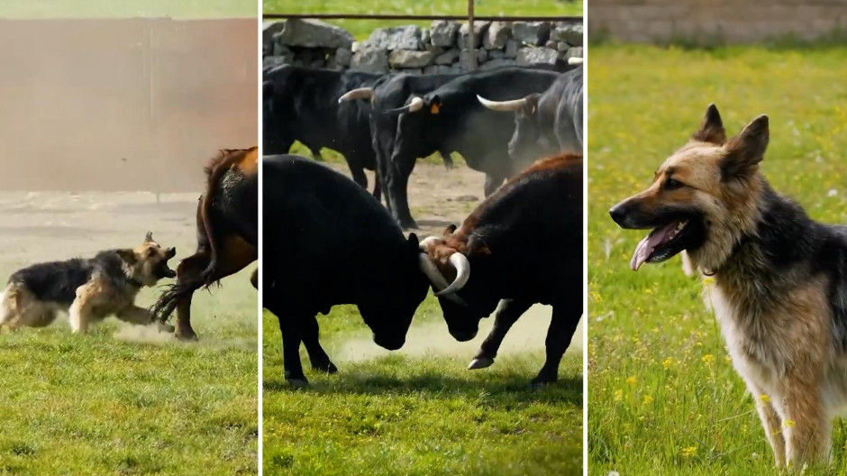Naturaleza salvaje: el trabajo vital de un perro ganadero para frenar las peleas entre toros bravos