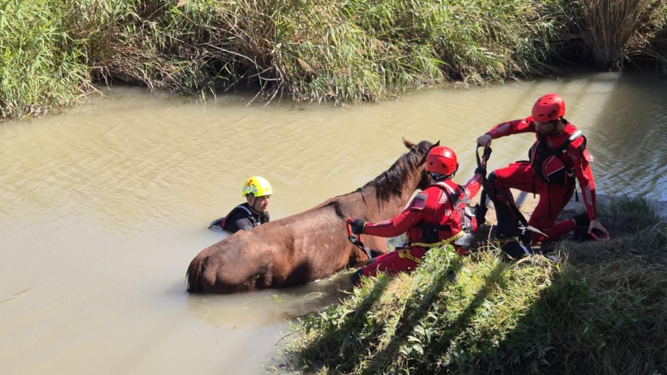 Rescate caballo Valencia