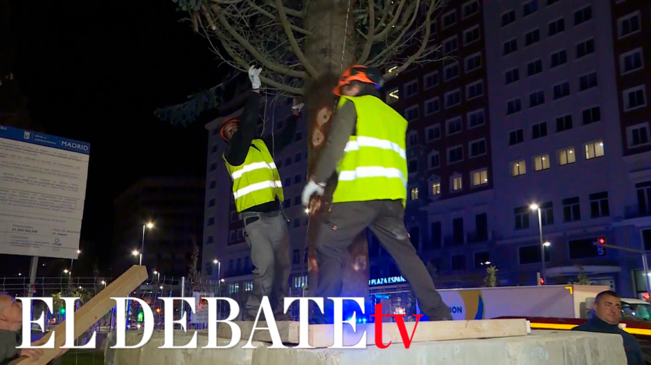 Un abeto de 18 metros presidirá la Navidad en la plaza de España