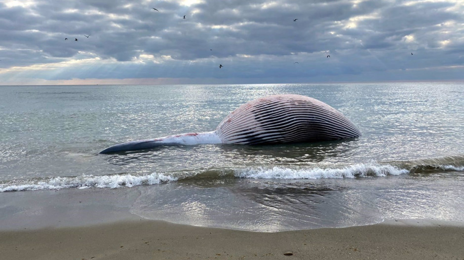 Ballena