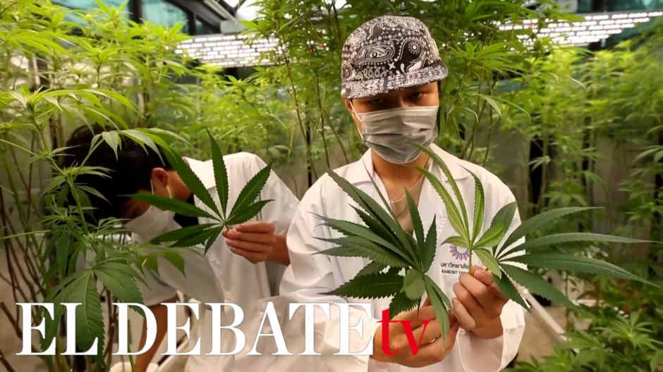 Tailandia apuesta por el negocio de la marihuana