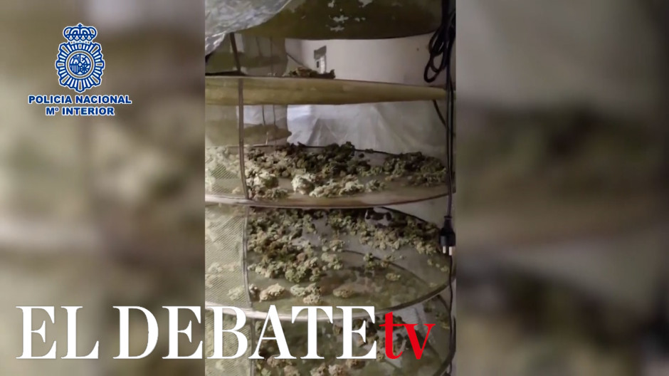Requisan 22 Kg de cogollos de marihuana en un chalé de Fuente el Saz del Jarama