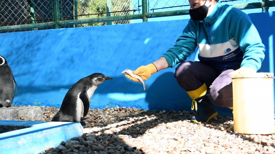 Una integrante de la Fundación Mundo Marino mientras da de comer a un pingüino
