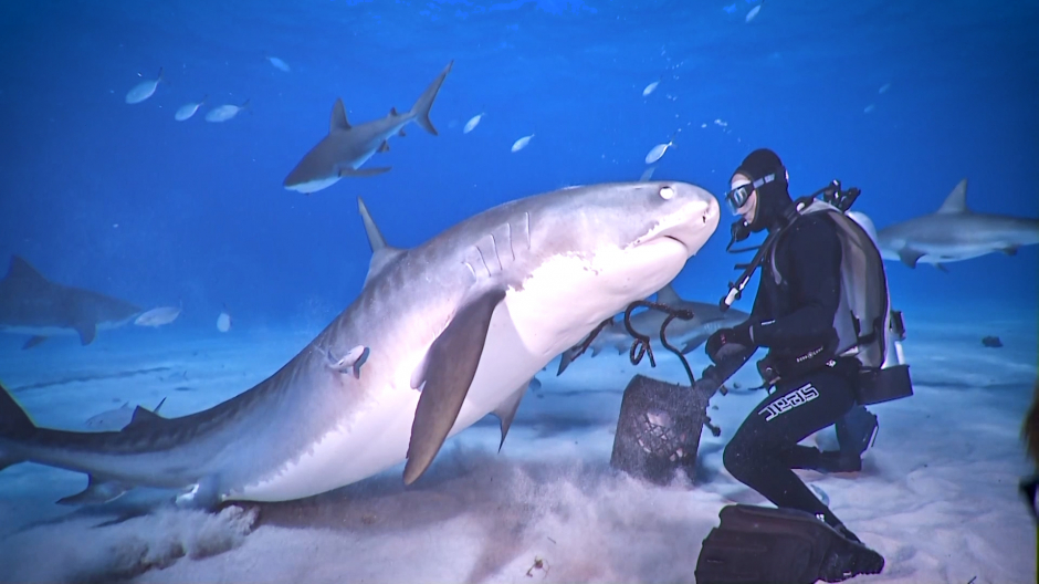 Imagen de la exposición inmersiva 'Sharks de Brian Skerry'