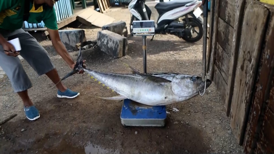 Exportación de atún en Indonesia