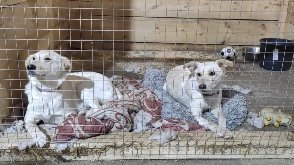 Imagen de dos perros rescatados en Ucrania