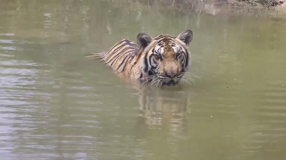 La nueva vida de once tigres abandonados por el coronavirus en un zoo de Tailandia
