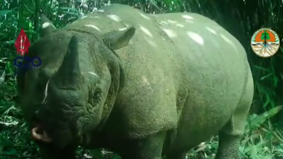 Rinocerontes en Indonesia