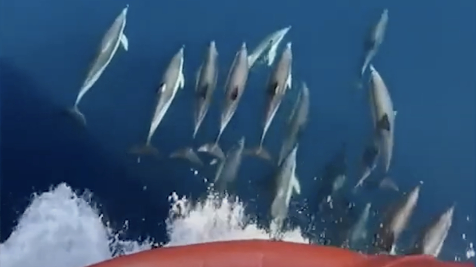 Delfines acompañan a la Armada en mar abierto