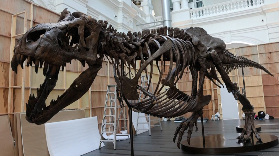 Se subasta el primer fósil de tiranosaurio en Asia