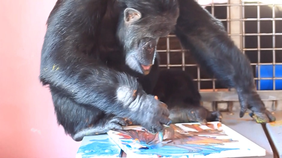 Imagen de uno de los chimpancés creando su obra de arte