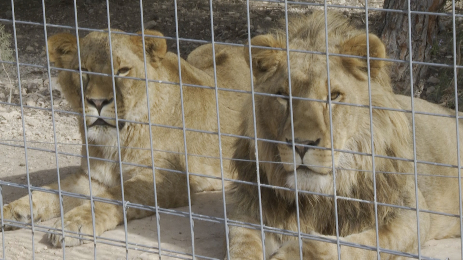 Nueve leones rescatados de Ucrania se rehabilitan en Alicante