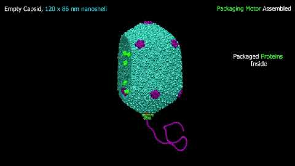 Montaje del vector viral artificial del bacteriófago T4