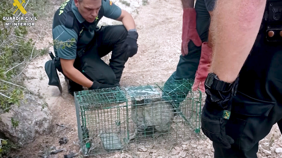 La Guardia Civil rescata a un ejemplar de gato montés atrapado en una jaula en Pinarejo, Cuenca